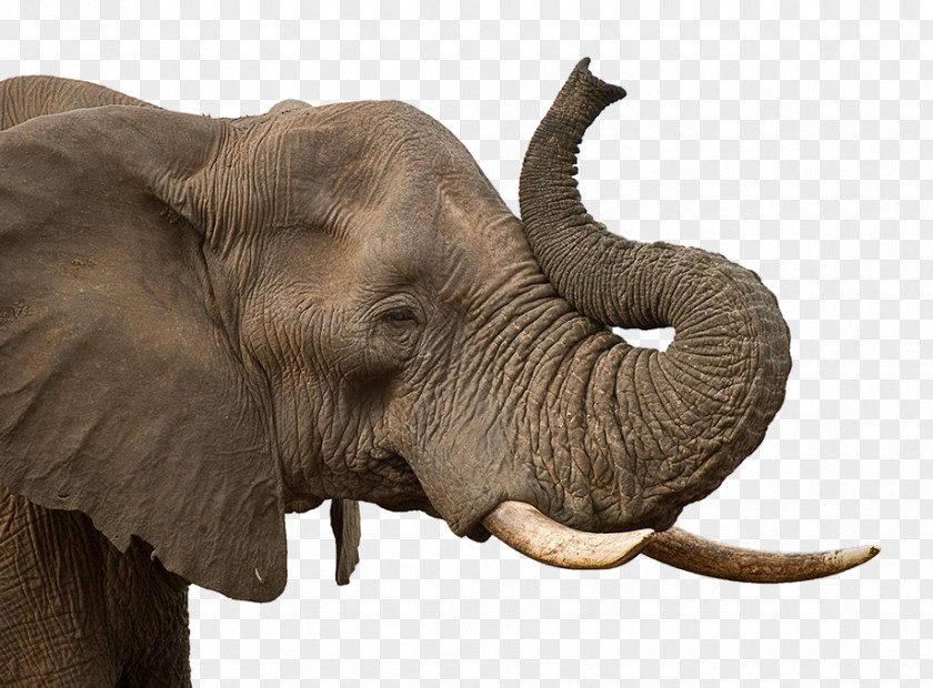 Elephant African Indian PNG