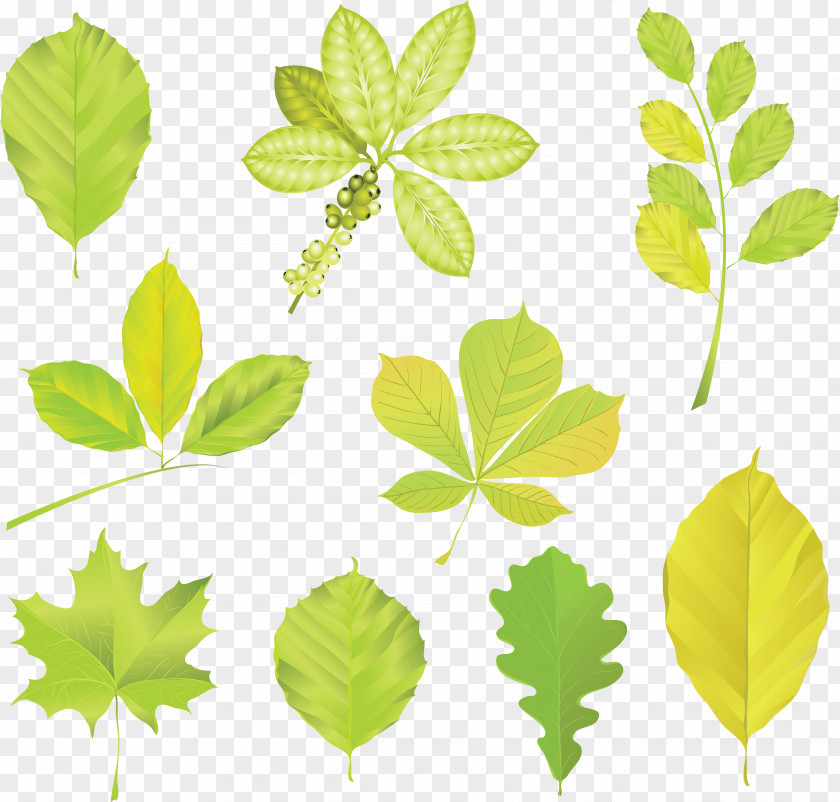 Leaf Trees And Leaves Clip Art PNG