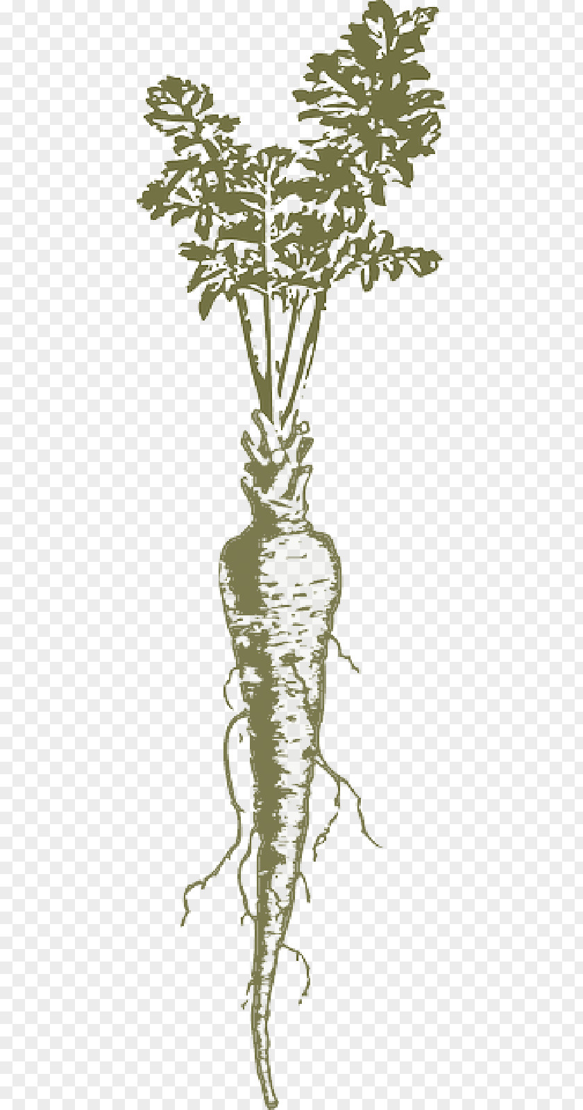 Plant Roots Parsnip Carrot Root Vegetables Clip Art PNG