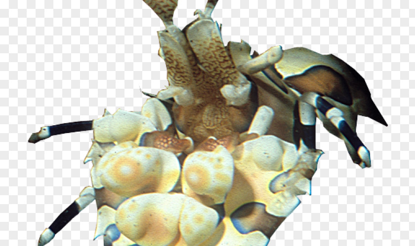 Coral Reef Decapods PNG
