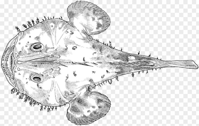 Cyclopterus Lumpus Line Art Jaw Invertebrate Fish Sketch PNG