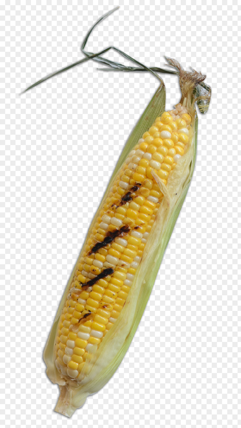 Insect Corn On The Cob Butterfly Commodity Maize PNG