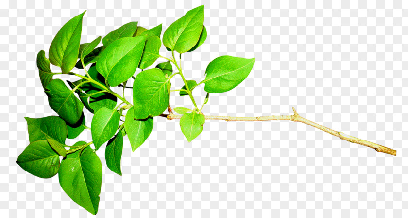 Leaf Green Plant LiveInternet PNG