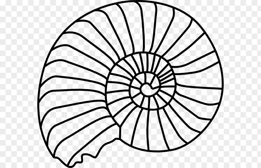 Mosaic Pattern Seashell Spiral Gastropod Shell Clip Art PNG