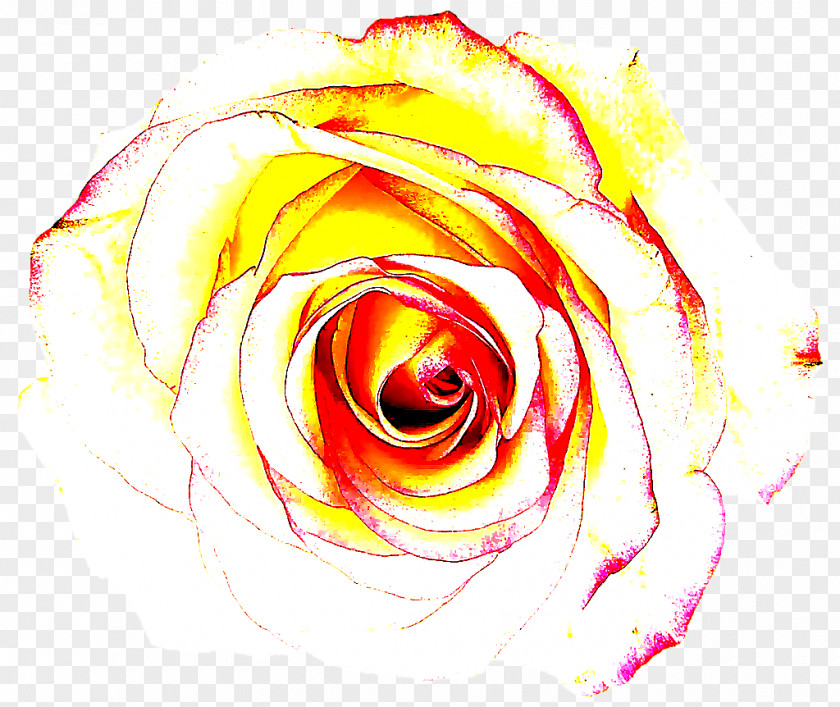 Rose Order Hybrid Tea Garden Roses PNG