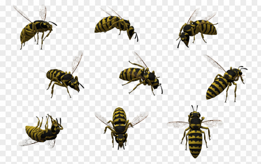 Wasp Honey Bee Insect PNG