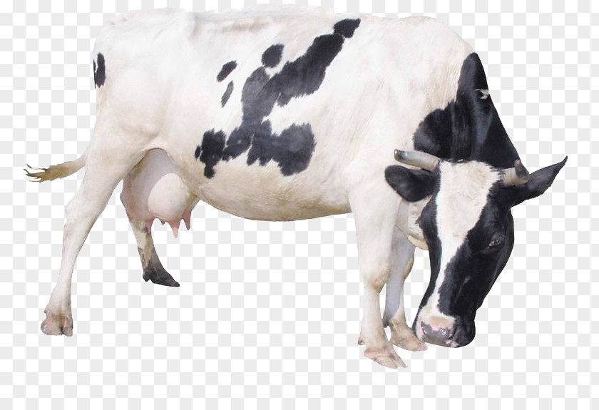 Bow Cows Dairy Cattle Milk Livestock PNG