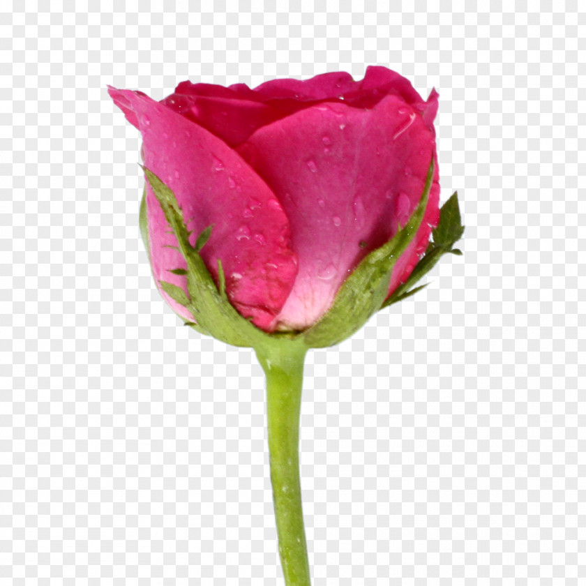 Garden Roses Cabbage Rose Cut Flowers Tulip Plant Stem PNG