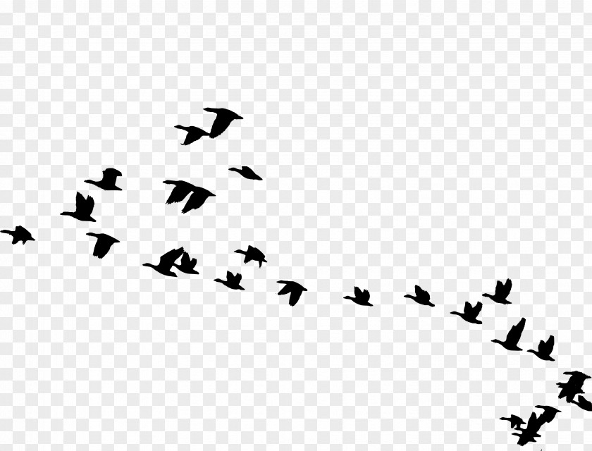 Goose Bird Migration Flight Flock PNG