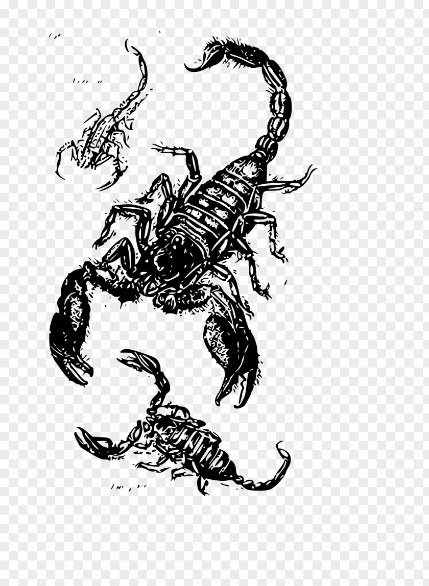 Scorpions Scorpion Drawing Clip Art PNG