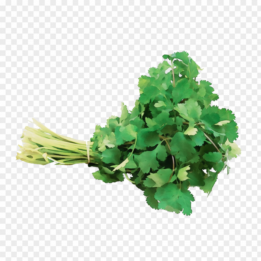 Annual Plant Leaf Vegetable Parsley PNG