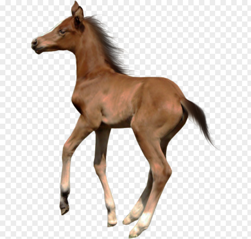 Cavallo Foal Akhal-Teke Domestic Animal Clip Art PNG