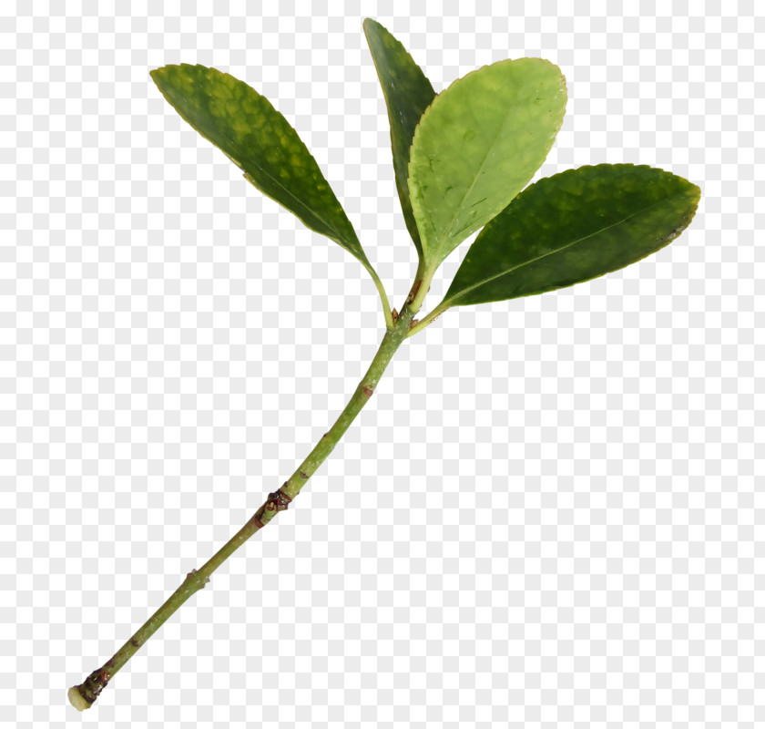 Leaf Branch PNG