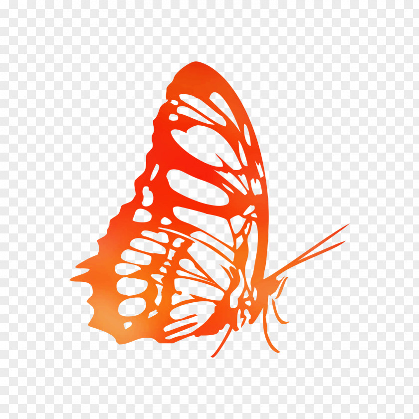 Monarch Butterfly Coloring Book Illustration Drawing PNG