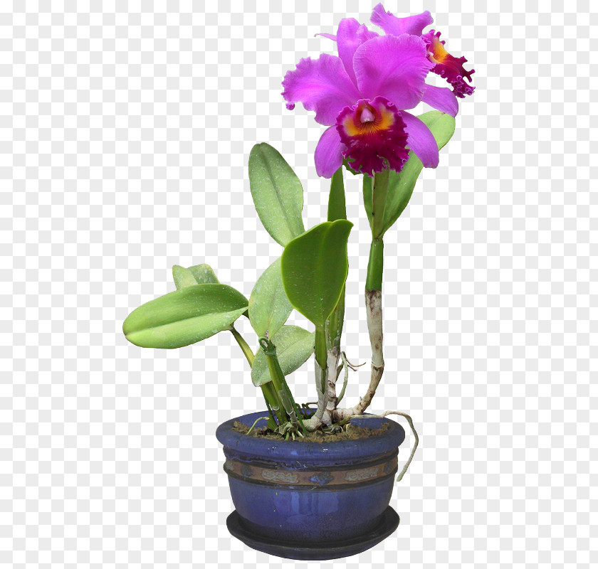 Plant Moth Orchids 3D Computer Graphics Cattleya PNG