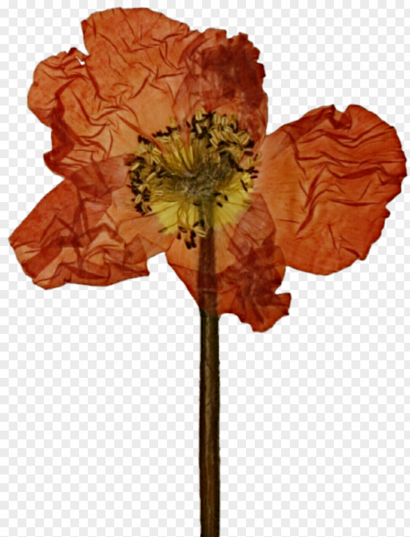 Lotus Flower Pressed Craft Poppy Cut Flowers Petal PNG