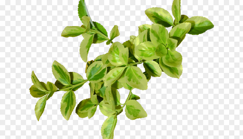 Plant Stem Food Green Leaf Background PNG