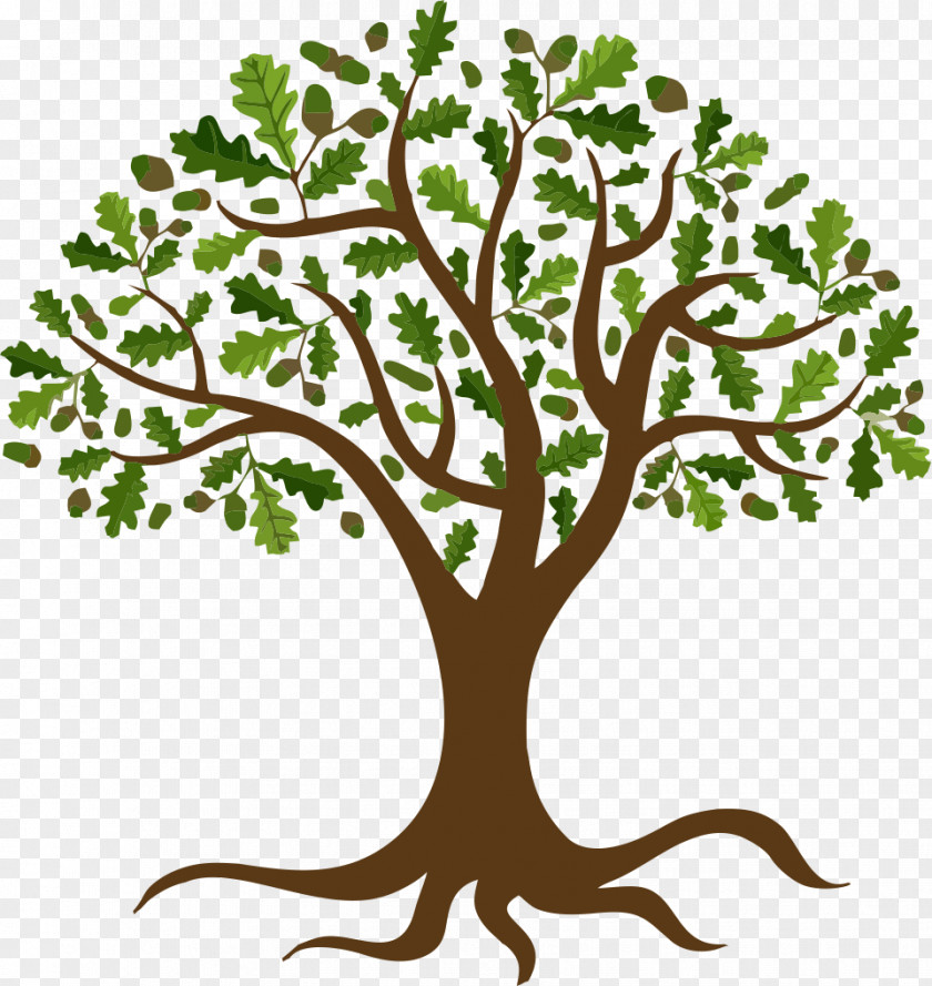 Tree Vector Graphics Oak Branch PNG