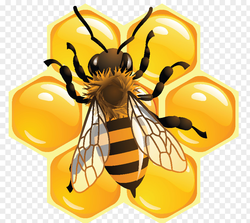 Bee Pollen Honeycomb Beekeeping PNG