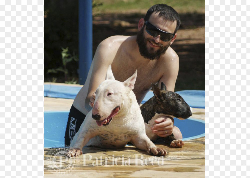 Bull Terrier Dog Breed Non-sporting Group Snout PNG