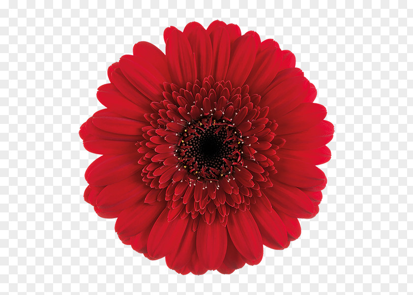 Flower Transvaal Daisy Gken-E Cut Flowers A Melting Heart In The Setting Sun PNG