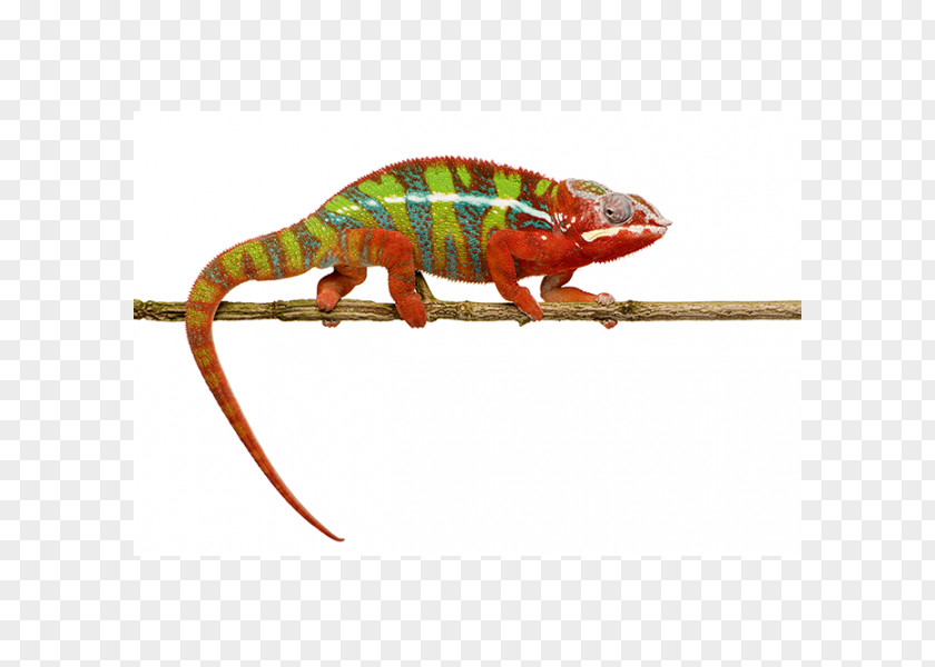 Reptile Ambilobe Panther Chameleon Common Iguanas Colorful Chameleons! PNG