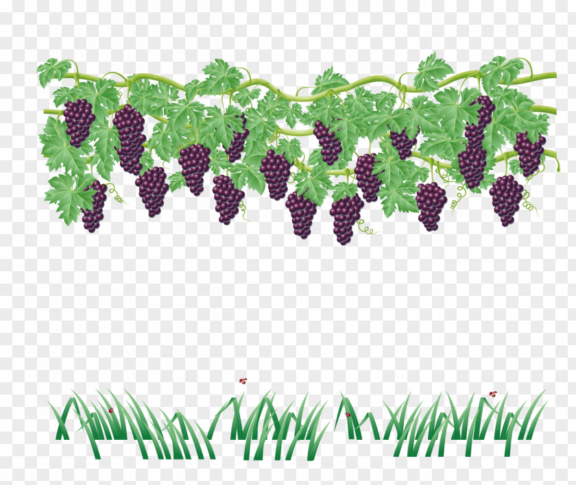 Vector Grapes Common Grape Vine Wine Leaves PNG
