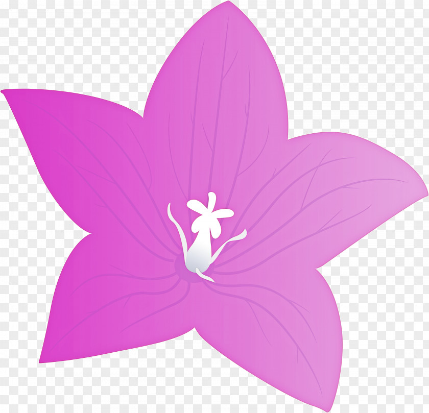 Balloon Flower PNG