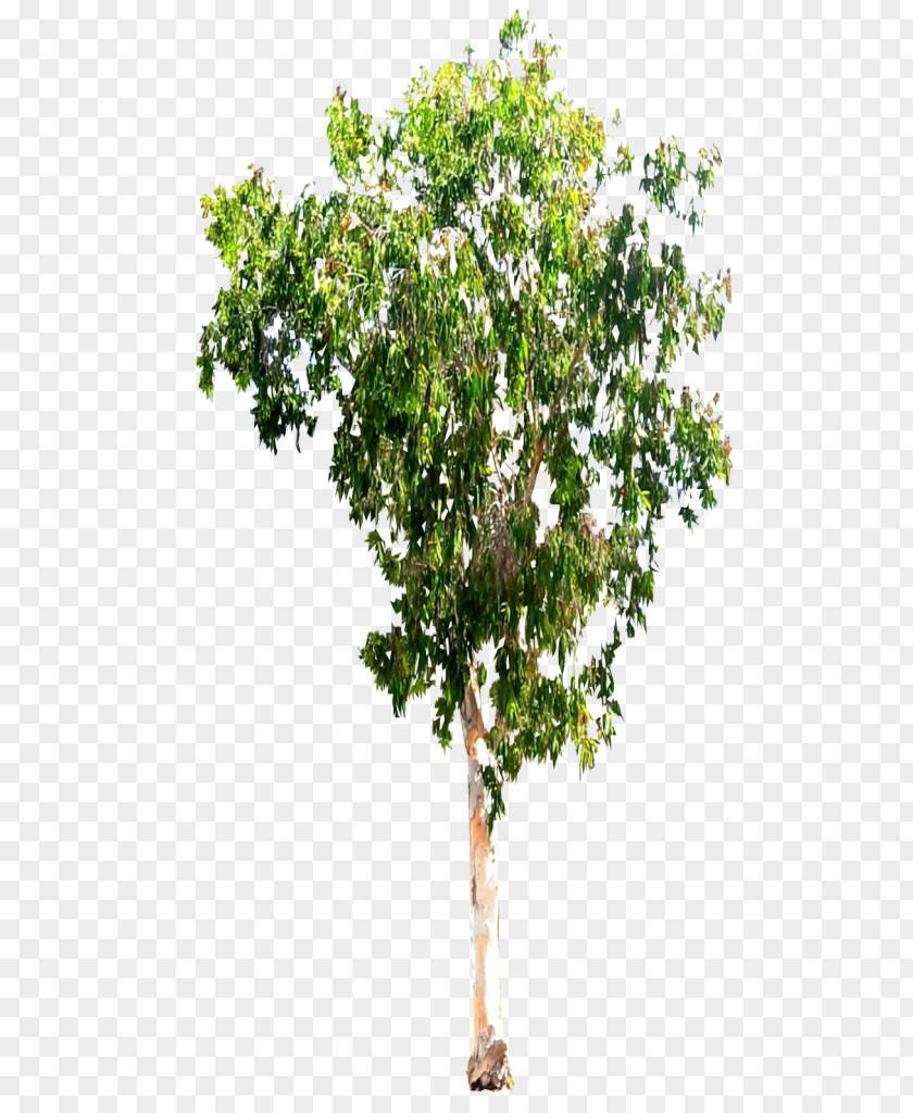 Bark Tree Branch Woody Plant Shrub PNG