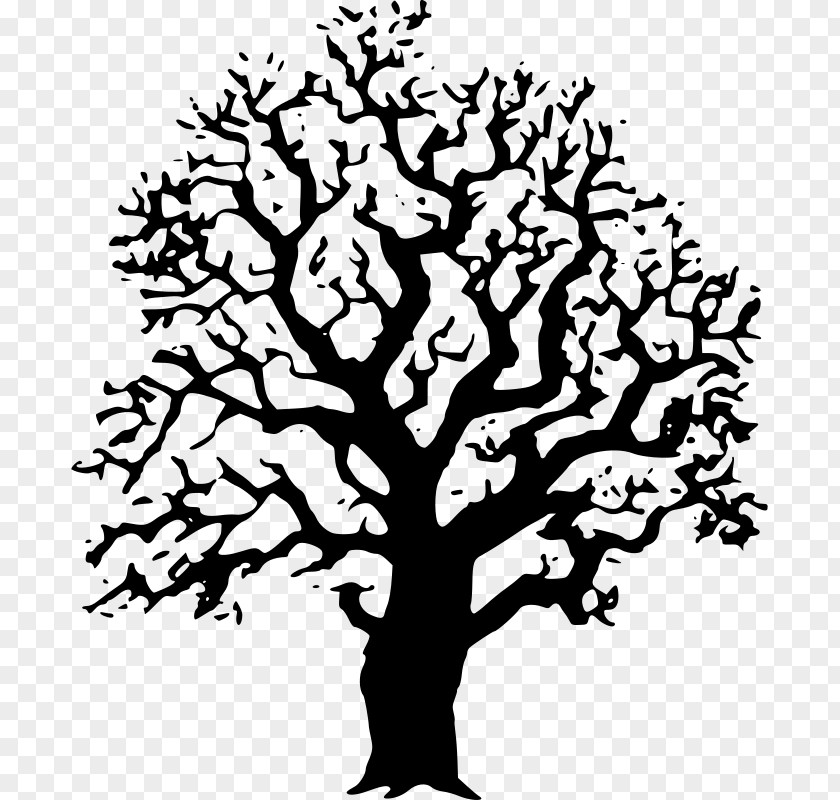 Black Trees Cliparts Tree And White Oak Drawing Clip Art PNG