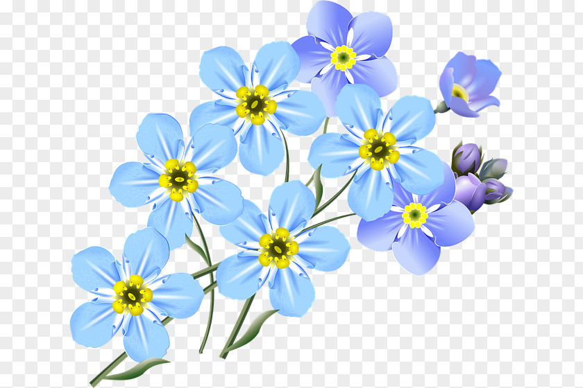 Forget Me Not Drawing Water Forget-Me-Not PNG