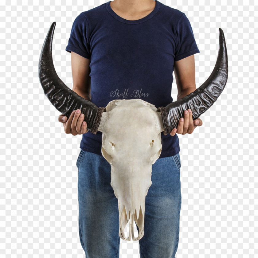Skull Horn Cattle Animal Skeleton PNG