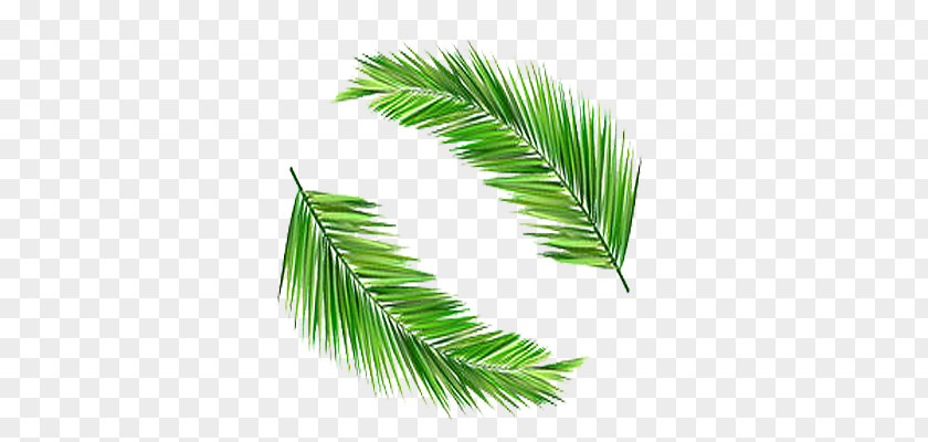 Two Coconut Leaves Material PNG coconut leaves material clipart PNG