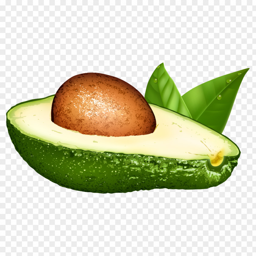 Vector Avocado Fruit Euclidean Illustration PNG