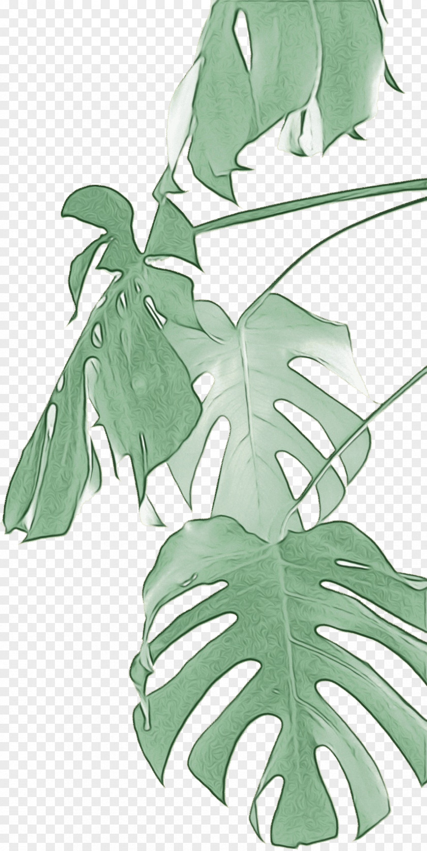 Arum Family Vascular Plant Tree Background PNG
