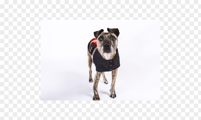 Dog Breed Jacket Polar Fleece Clothing PNG