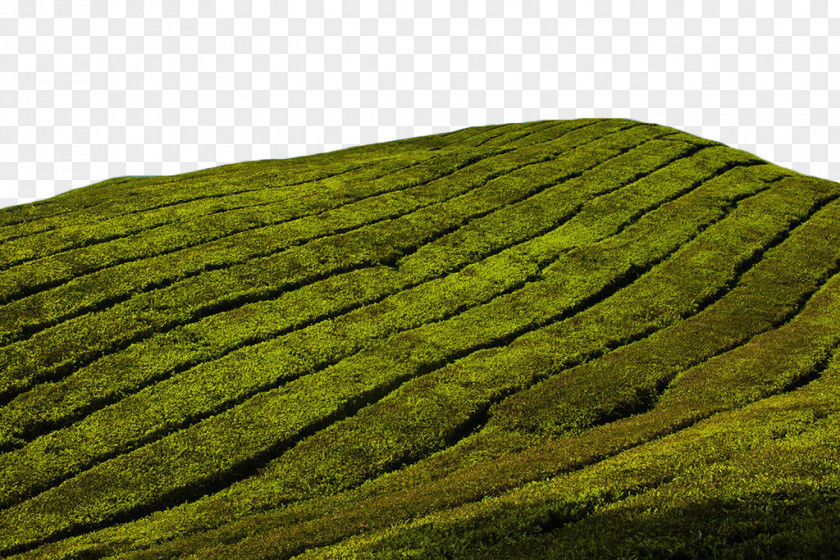 Green Tea Field Charleston Plantation Garden Stock Photography PNG