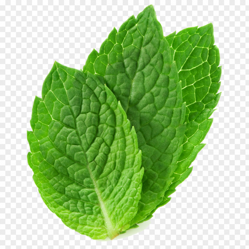 Mint Tea Peppermint Mentha Spicata Arvensis Leaf PNG