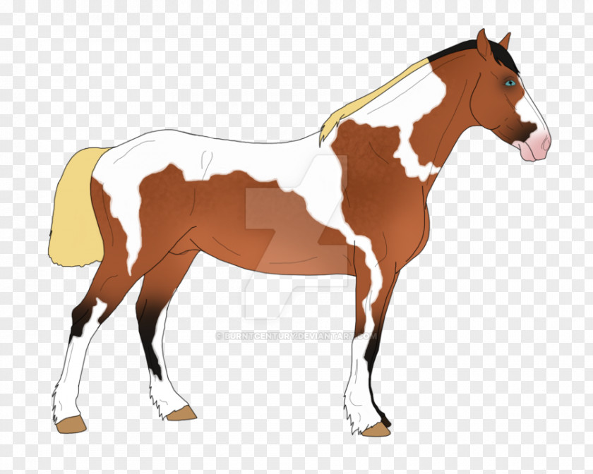 Mustang Foal Mane Stallion Mare PNG