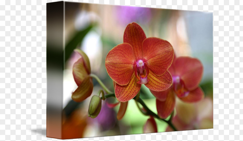 Orange Orchid Phalaenopsis Equestris Gallery Wrap Canvas Art Orchids PNG
