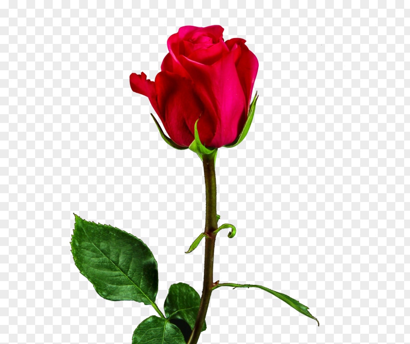 Rose Search Garden Roses Image Desktop Wallpaper Vector Graphics PNG