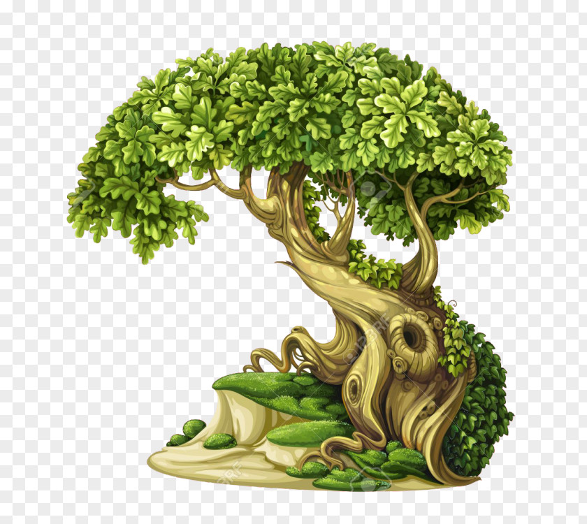 Tree Oak PNG