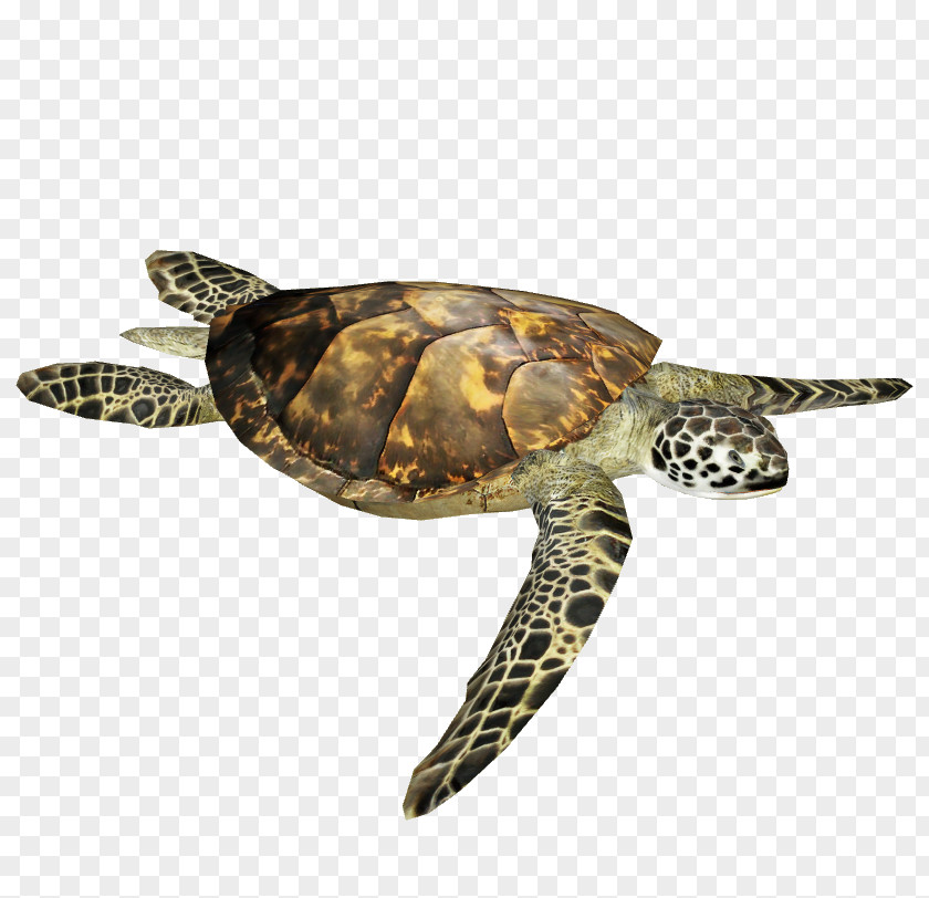 Turtle Olive Ridley Sea Reptile Box PNG