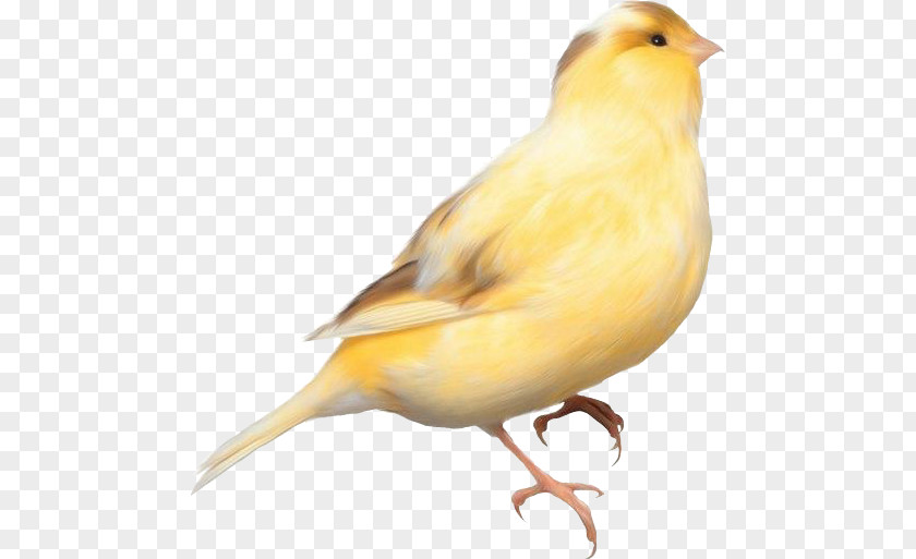Bird Domestic Canary Parrot Finches PNG