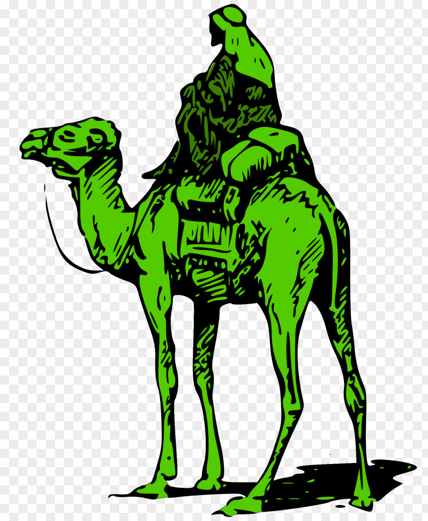Camel United States Silk Road Darknet Market Bitcoin PNG
