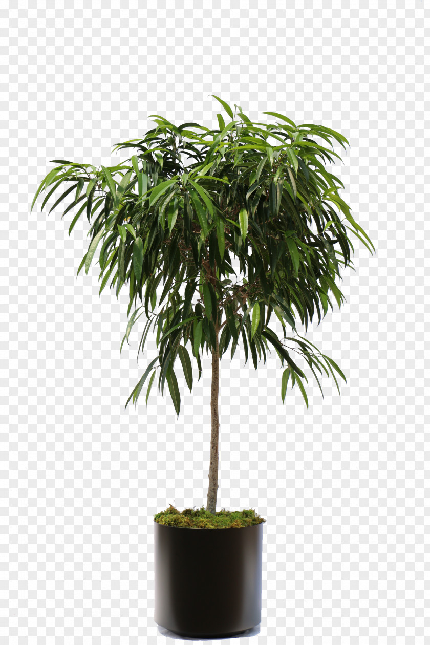 Palm Leaves Weeping Fig Fiddle-leaf Houseplant Tree Ficus Maclellandii PNG