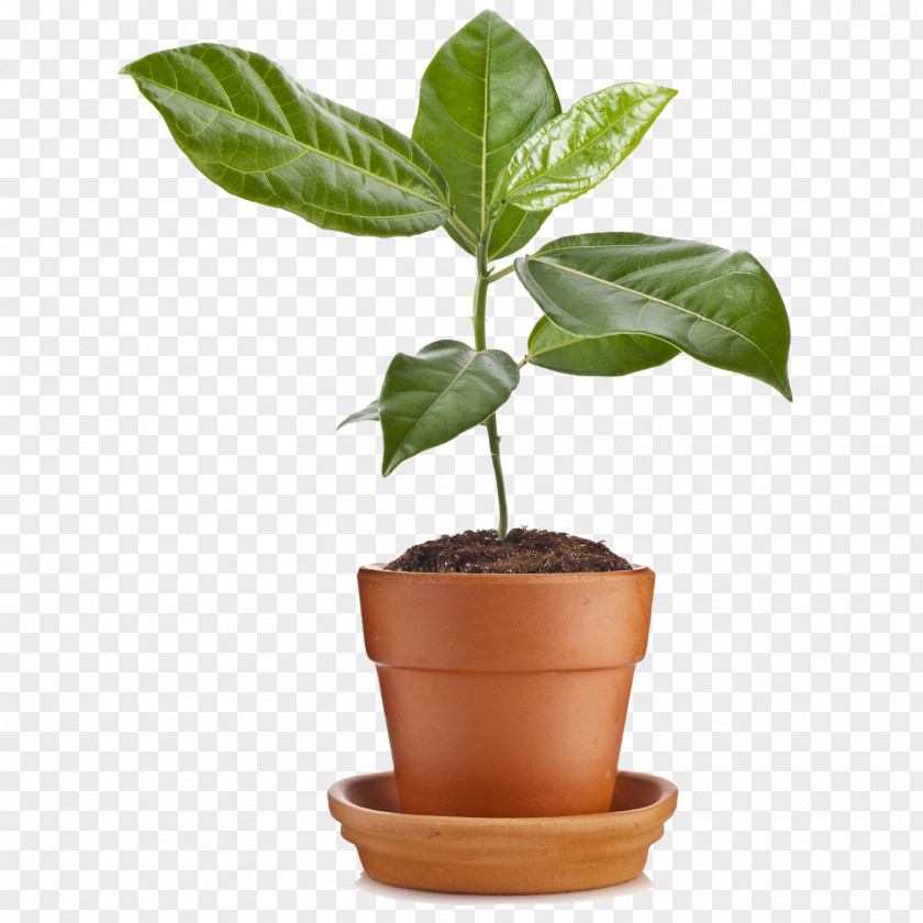 Plant Flowerpot Stock Photography PNG