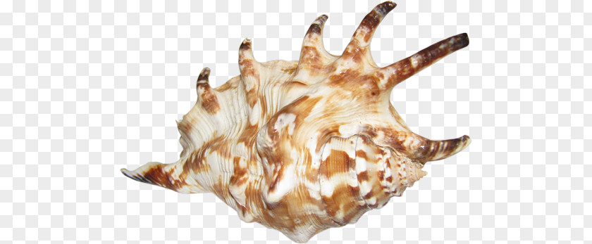 Seashell Sea Snail Conch Shankha PNG