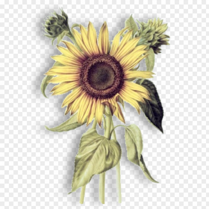 Sunflower Common Botany Botanical Illustration Drawing PNG