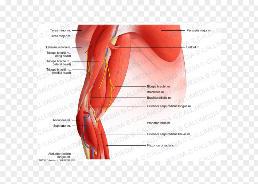 Arm Elbow Muscle Forearm Anatomy PNG